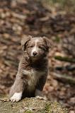 BORDER COLLIE 1101